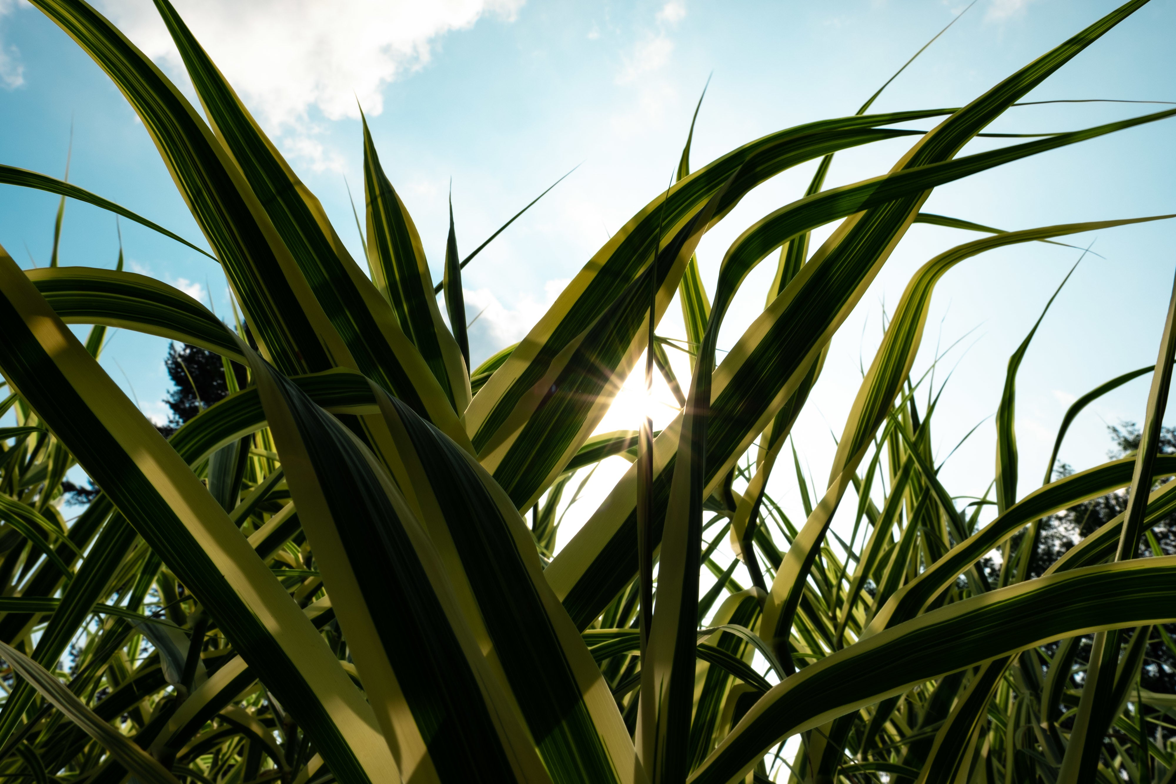 files/sun-behind-some-plants.jpg